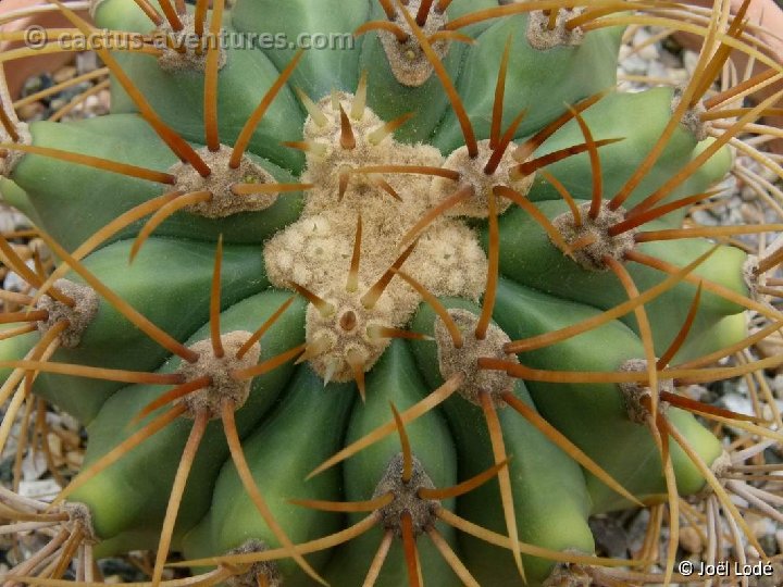 Ferocactus diguetii P1020682